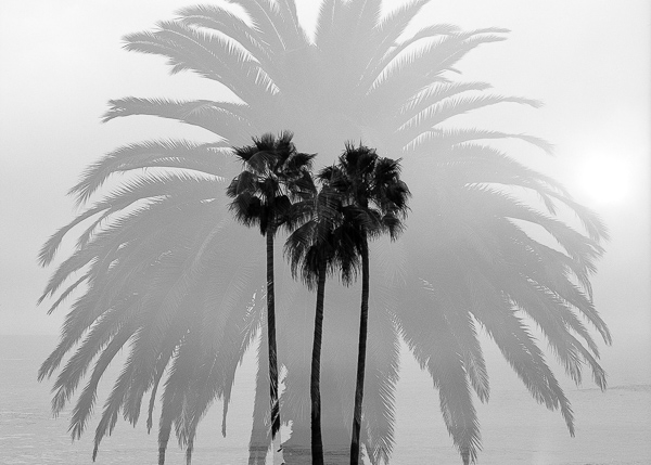 Palms